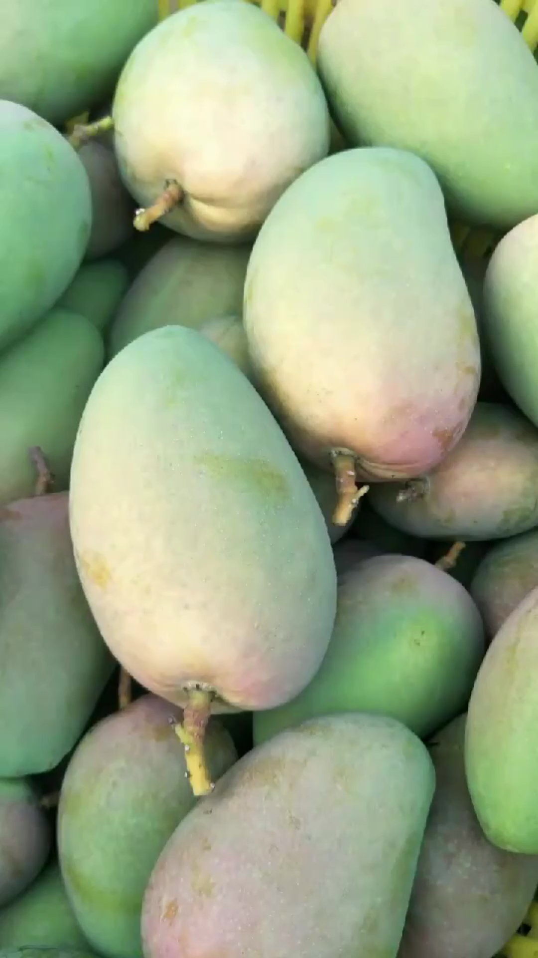 又香又甜的大芒果