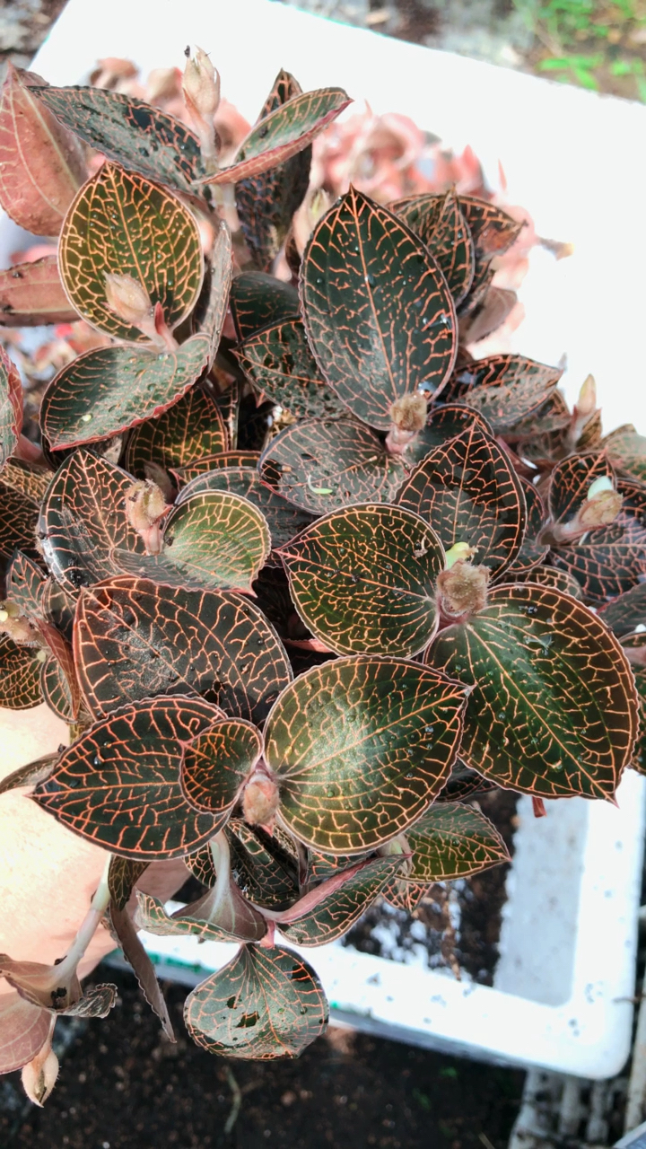 金线莲开花了!极品好货!