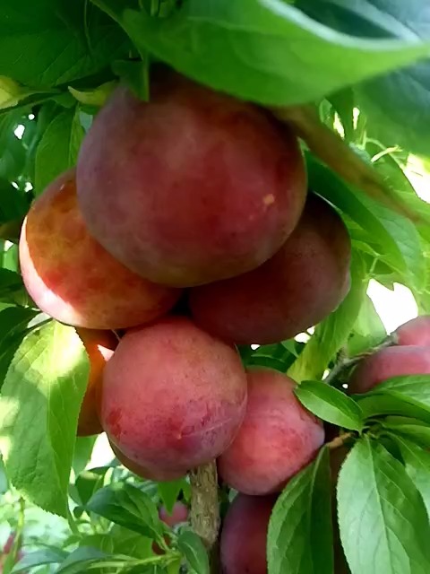 贵妃李子~小朋友都爱吃的水果