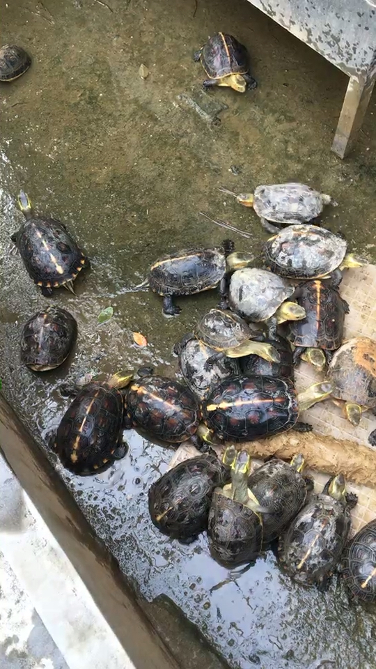 饿鬼投胎?