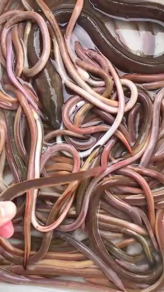 闽南说法,小朋友学走路的时候, 吃点血鳗粥,补血补气学走快!