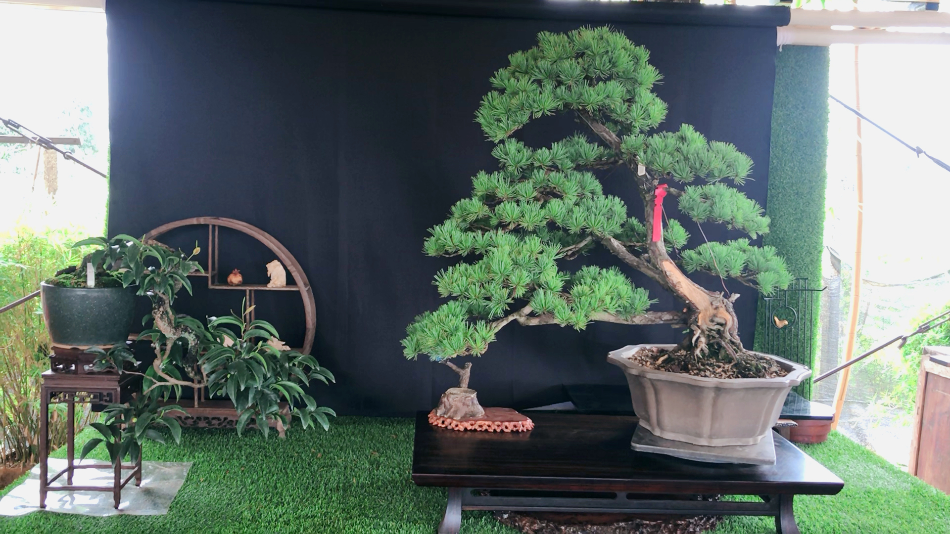 学习盆景的组合搭配,给些建议吧,谢谢!