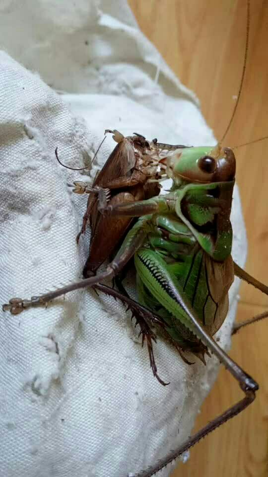 蝈蝈活吞油葫芦