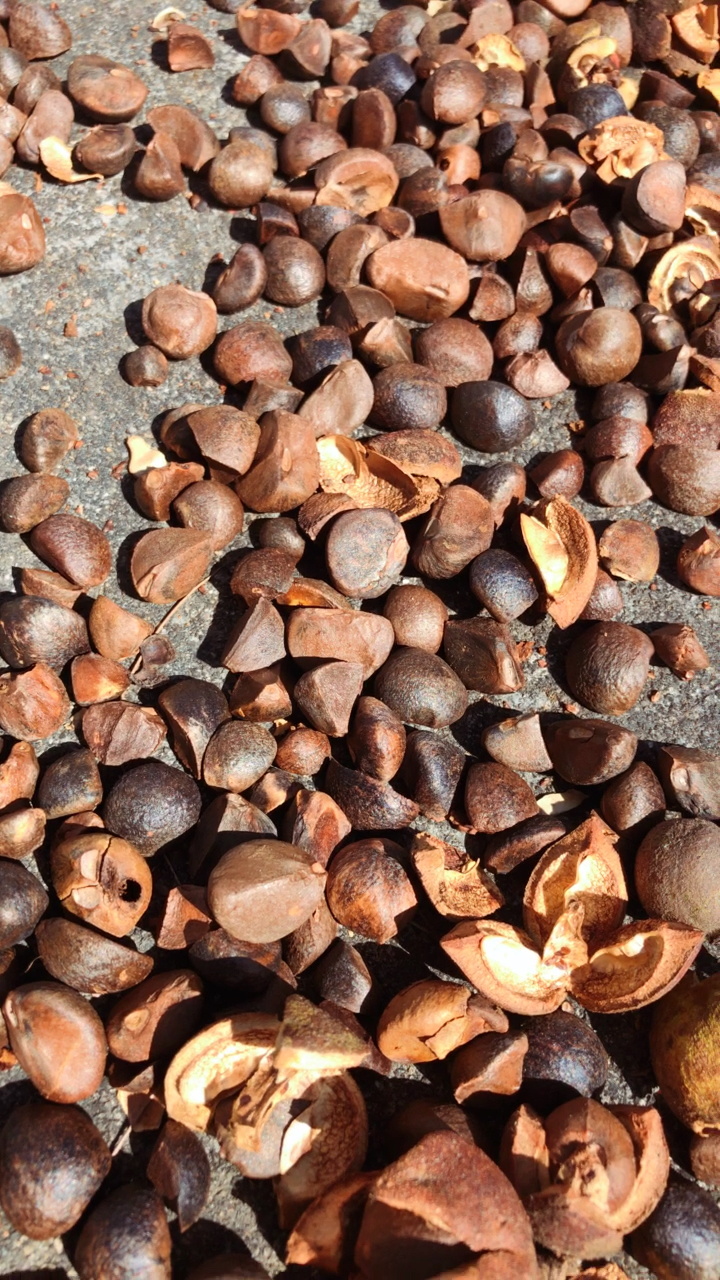 天气晴朗7715,看看我们晒的野生茶籽