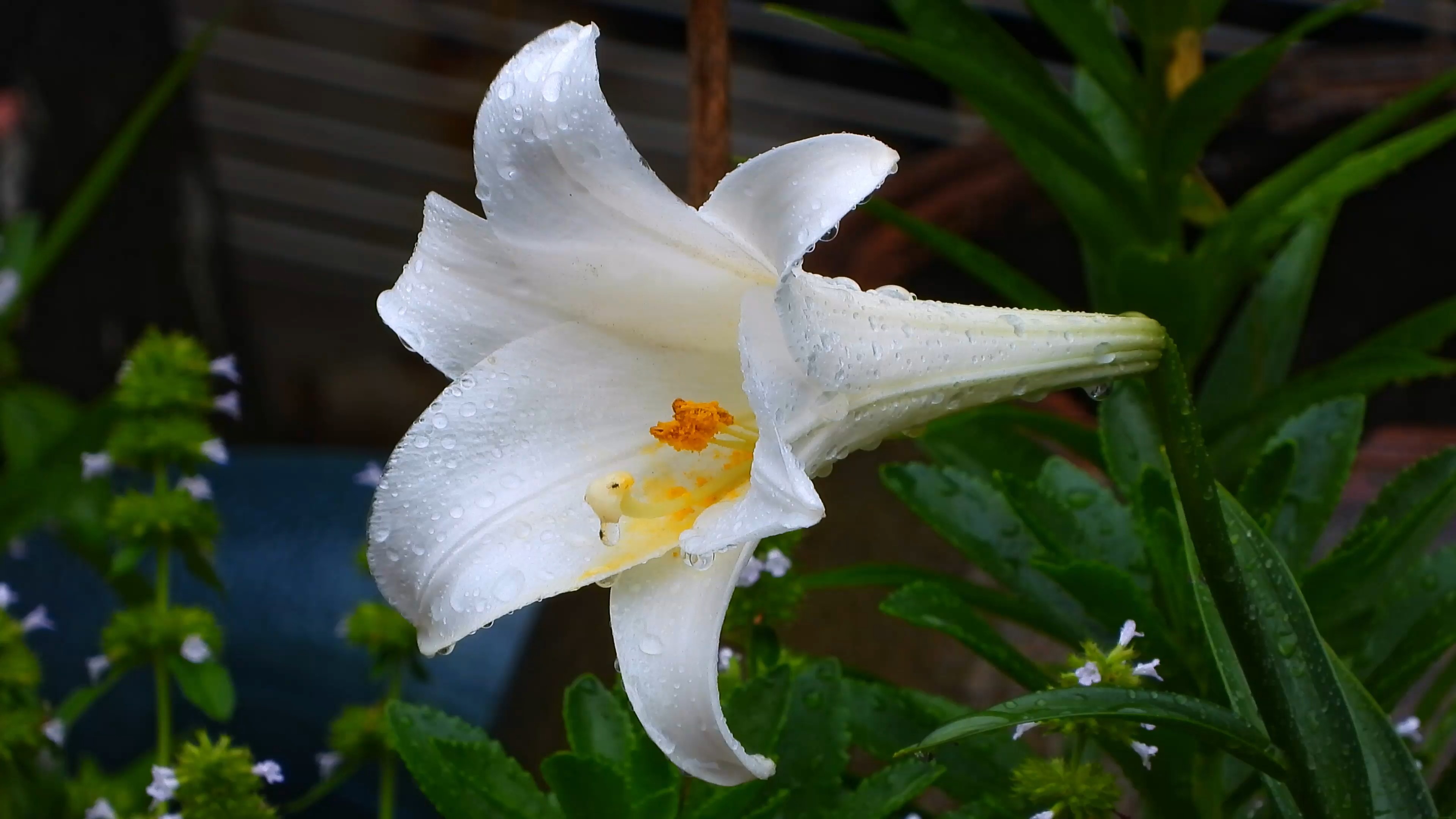 夏雨中的百合花