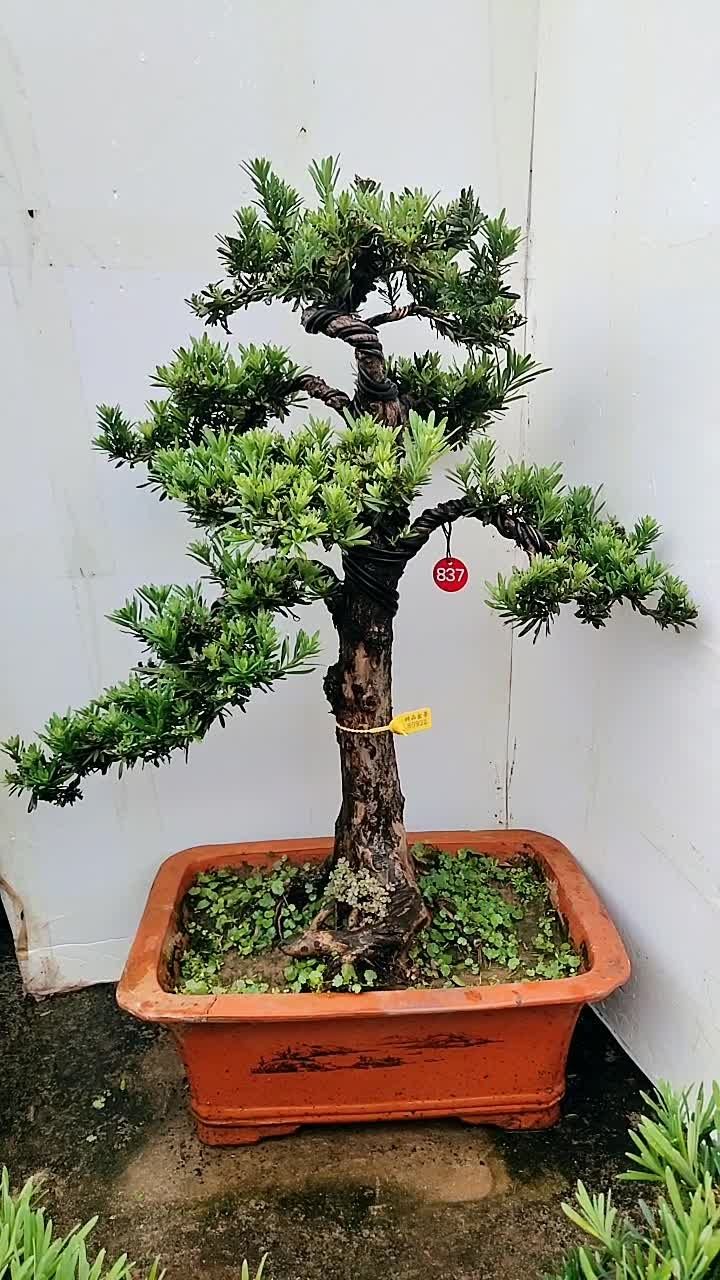 米叶罗汉松,叶子特别小,品种最好的