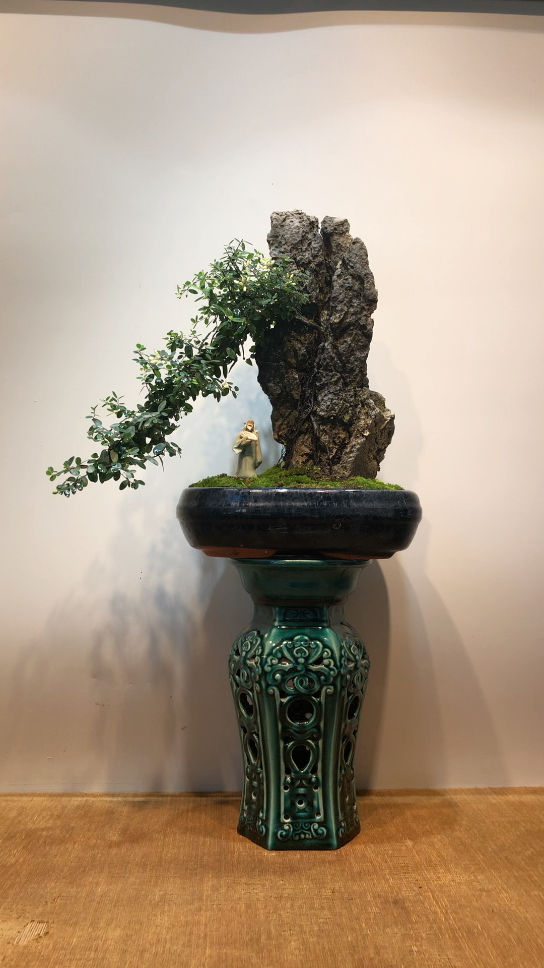 铁包金,开花结果