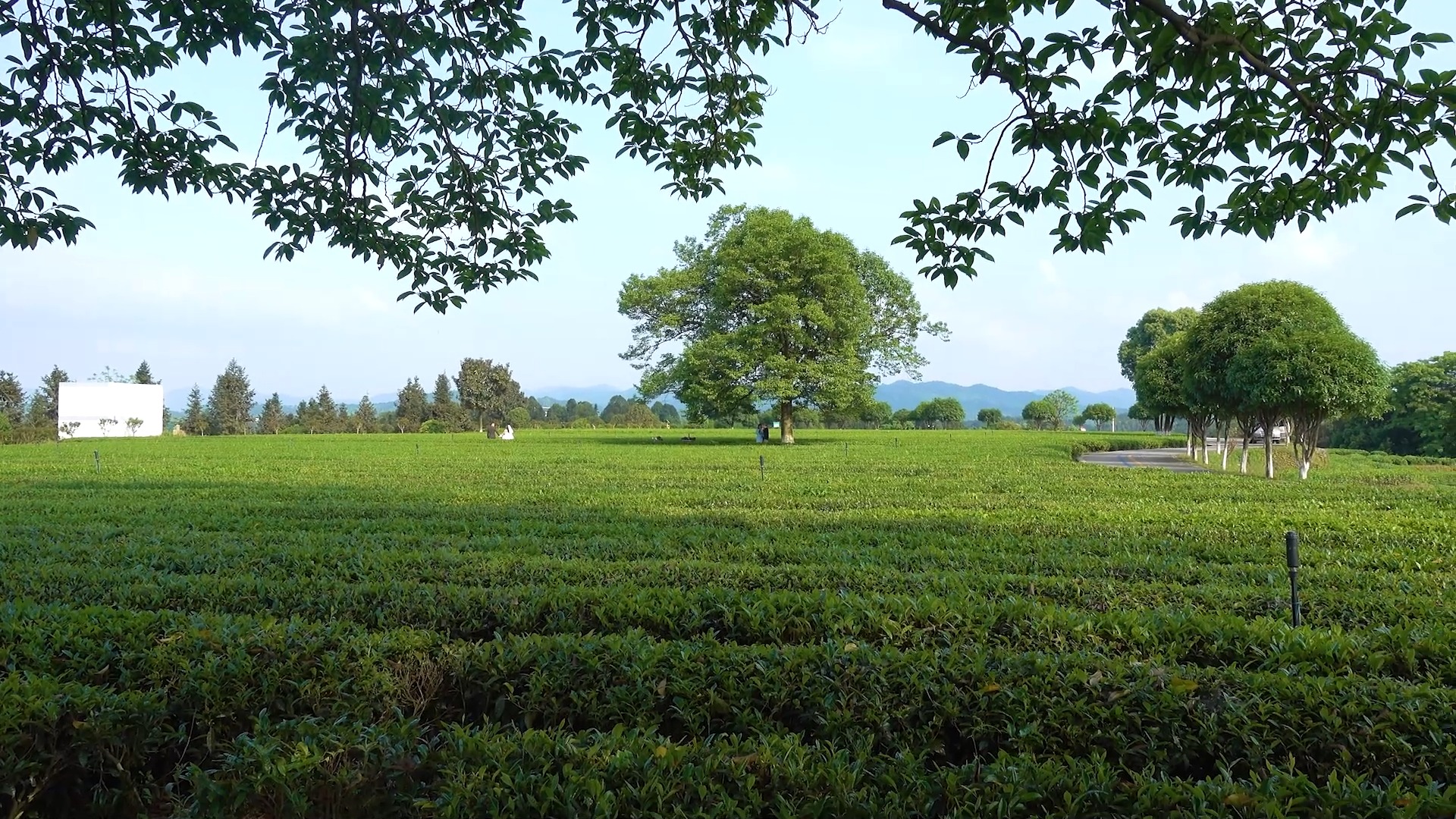 长沙县金井镇三棵树茶园,满园春色,采茶正忙.
