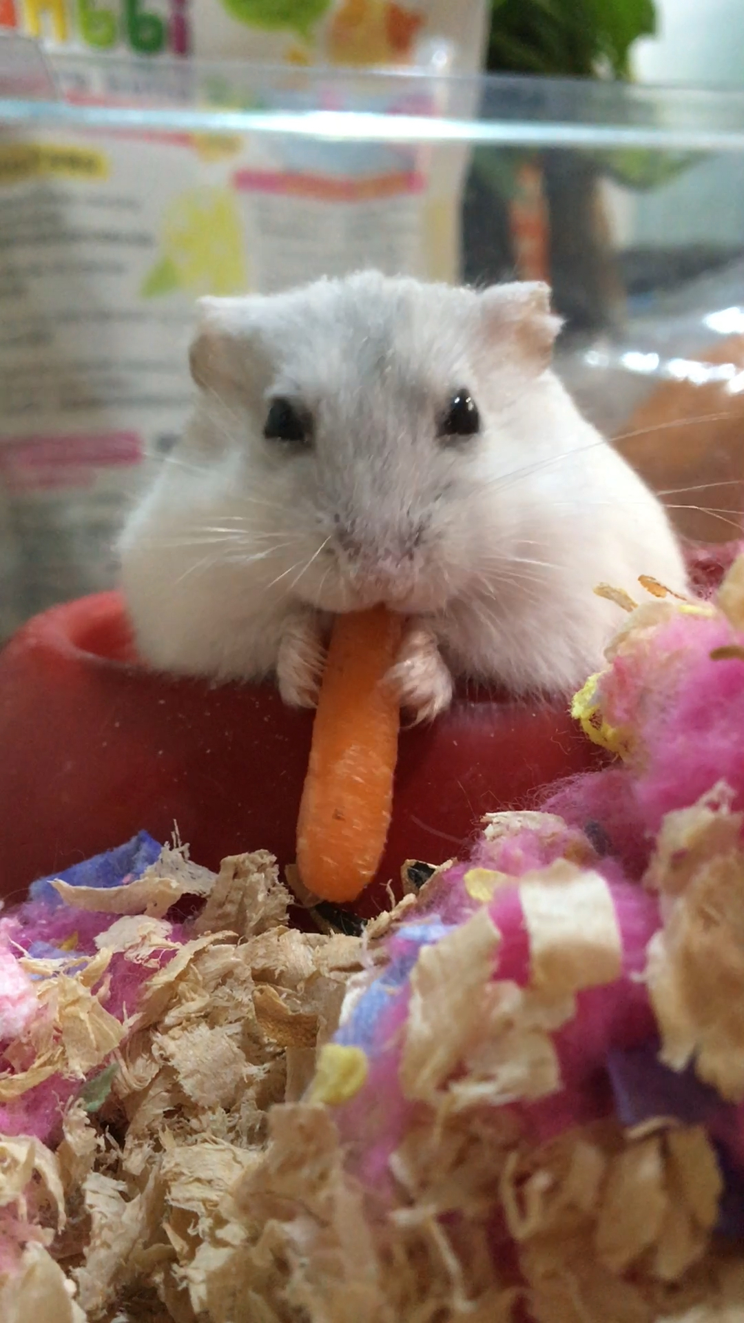 你见过仓鼠吃胡萝卜吗?