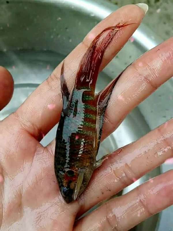 野生菩萨鱼,你们怎么叫?