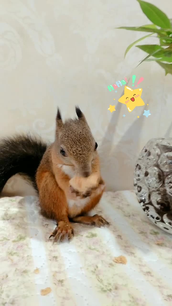 魔王松鼠97卡奇dd 褪去冬毛的奇奇~颜色越来越红了07