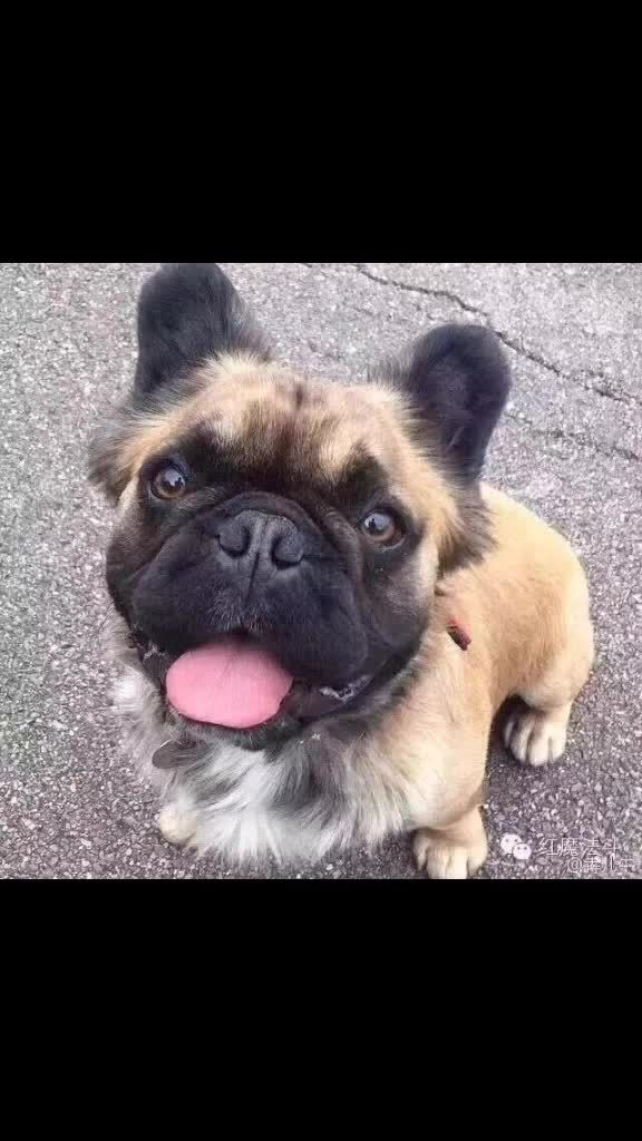 长毛法国斗牛犬,变种基因