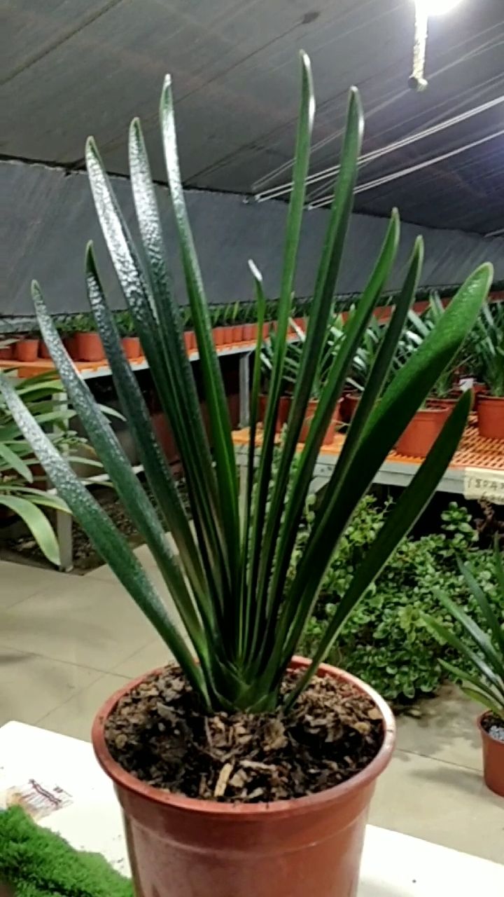 极品立剑,喜欢君子兰得朋友关注我吧!