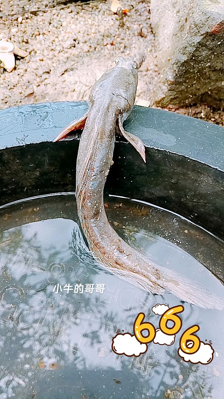 拍一段赶海捉到的海泥鳅,我哪里叫它"花星跳"鱼