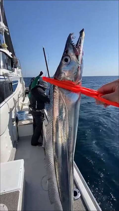海中钓到深水鱼,呲牙咧嘴身形似剑,应该很好吃