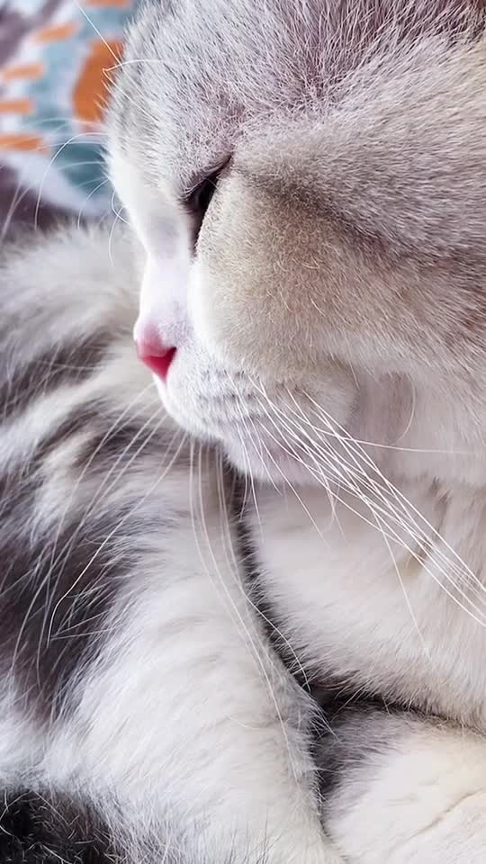 猫侧脸最美图片