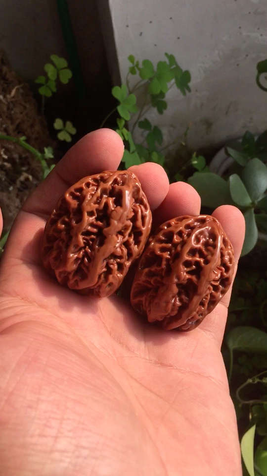 极品东北麻核桃秋子