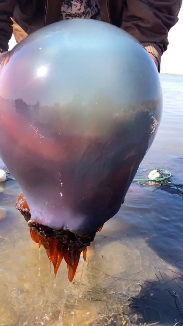 近距离看这大海蜇