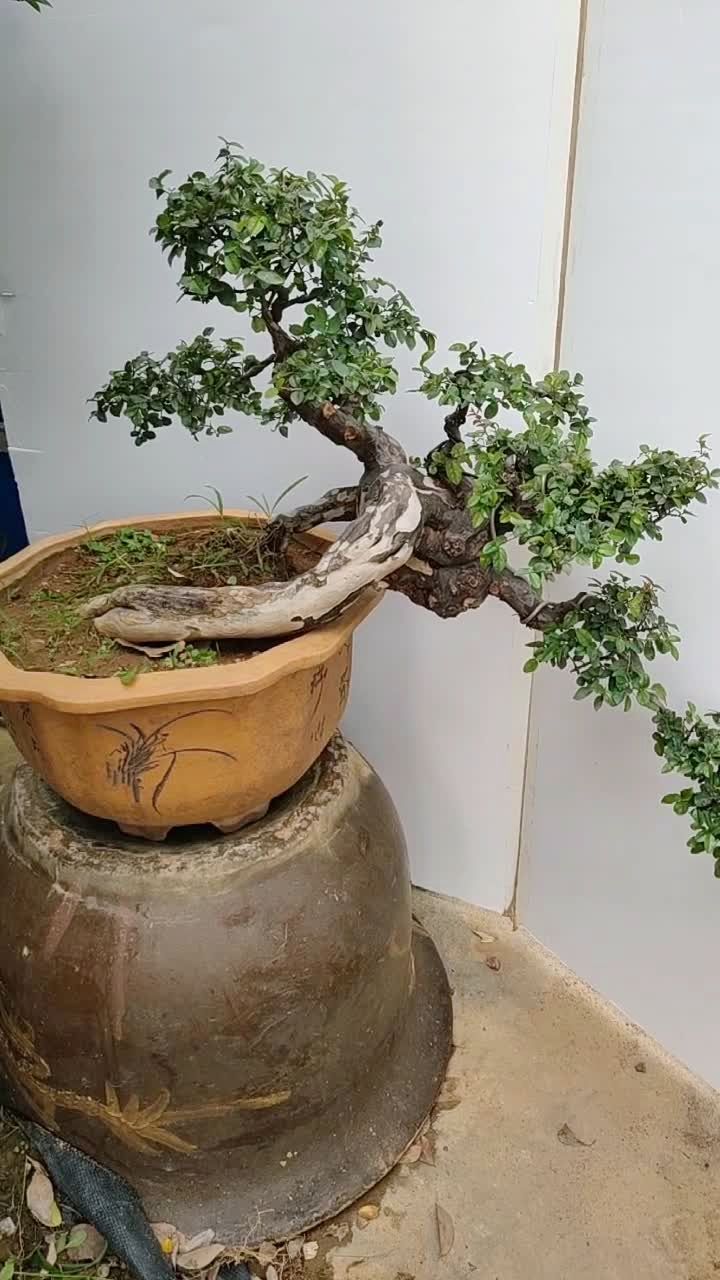 精品雀梅盆景老桩