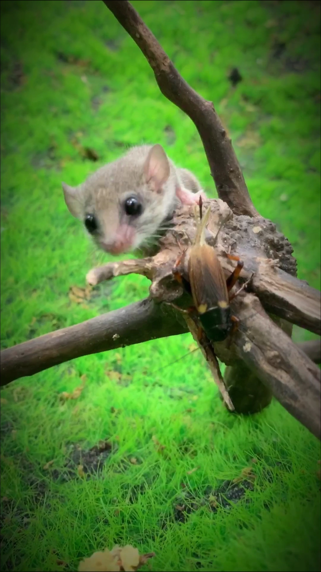 你一定没见过:野生西班牙睡鼠是怎么捕猎的