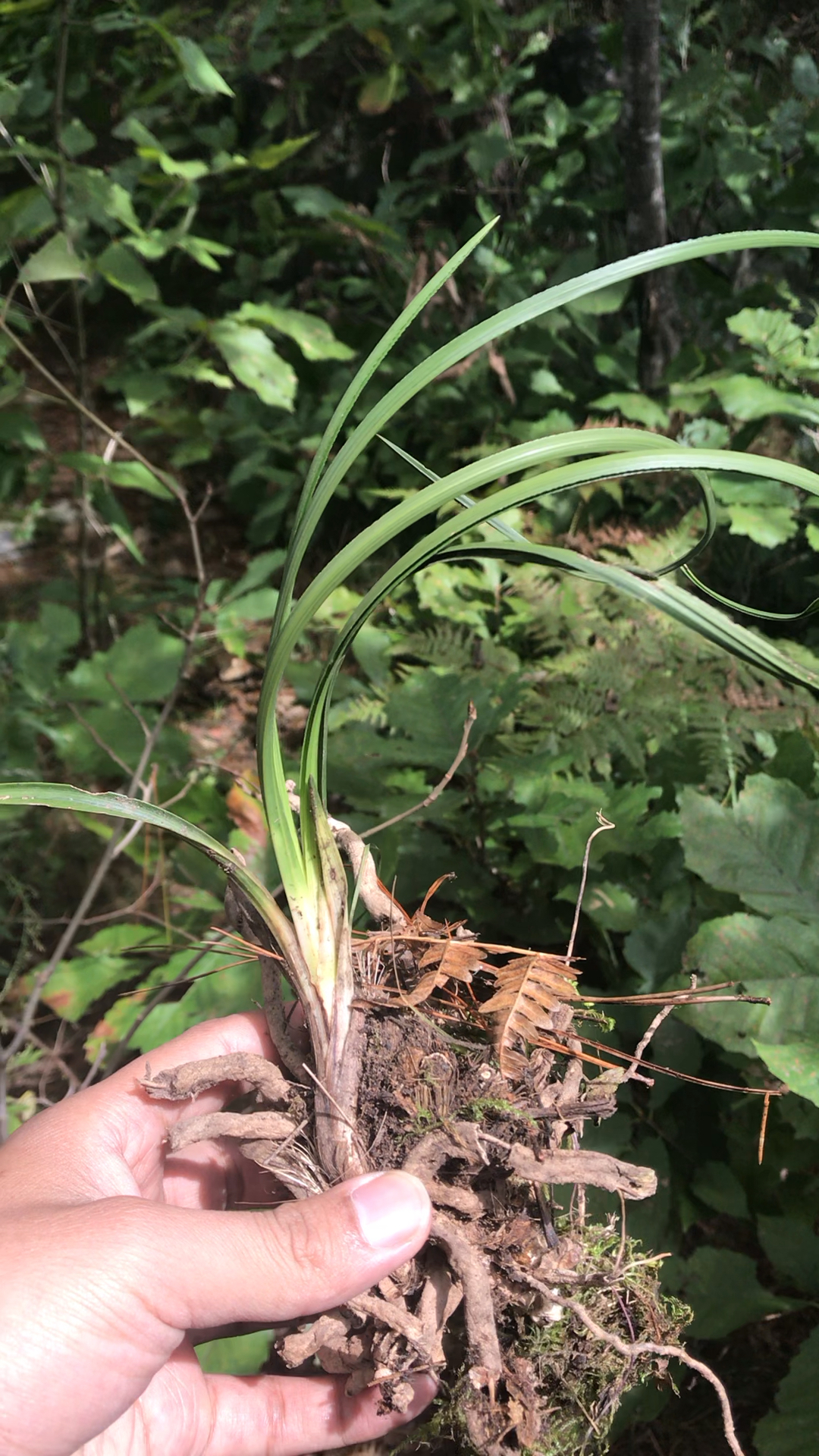 蕙兰奇叶螺旋龙形兰花苗,喜欢的双击关注,谢谢