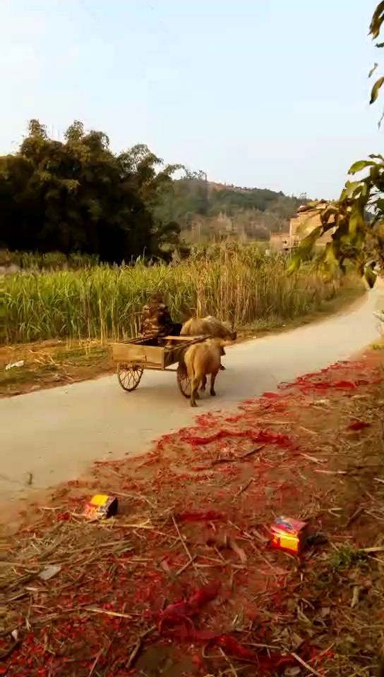 赶牛车的老爷爷七十多岁了