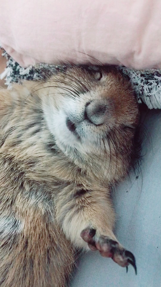 这土拨鼠怕是成精了,知道上床睡觉了