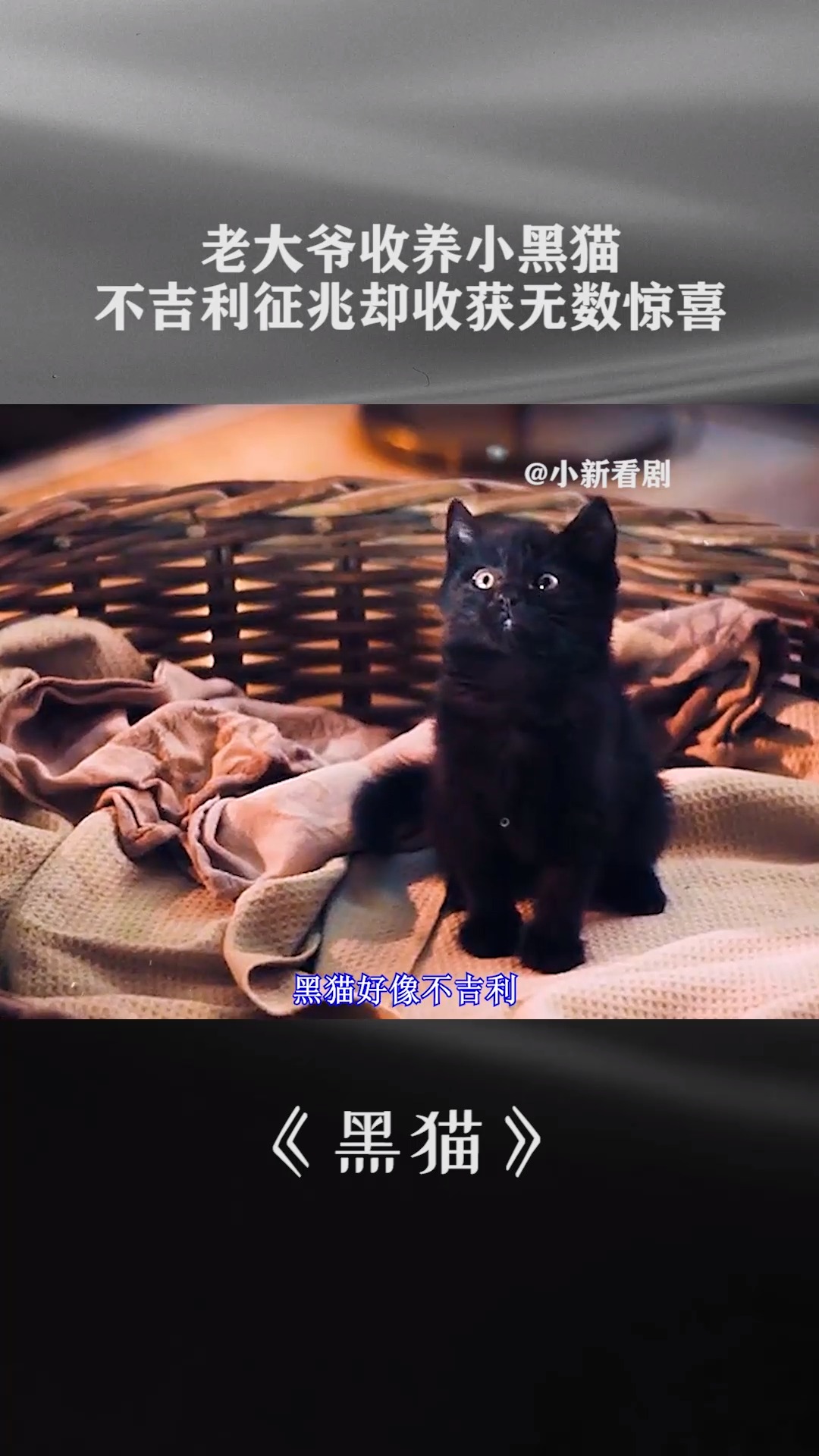 老大爷收养小黑猫,不吉利的征兆却收获无数惊喜