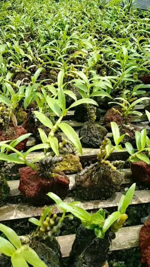 火山石上长石斛