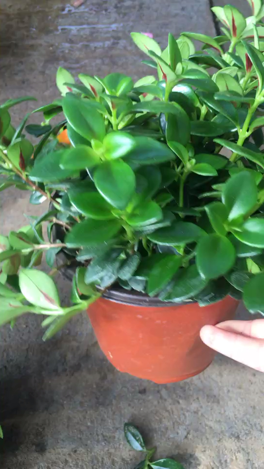 金鱼吊兰,瞧!花苞是不是很像金鱼.满满的一盆超多