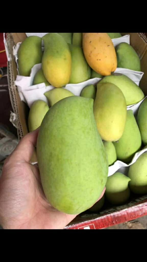 【97火爆预售缅甸-鹰嘴芒】 26.9元,10斤,10斤,25个果以内!