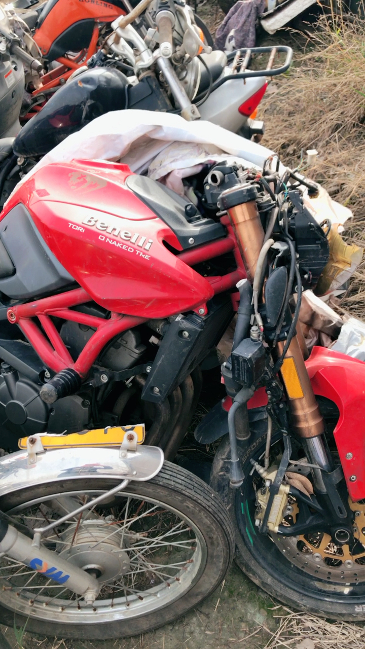 分辨真假断头龙