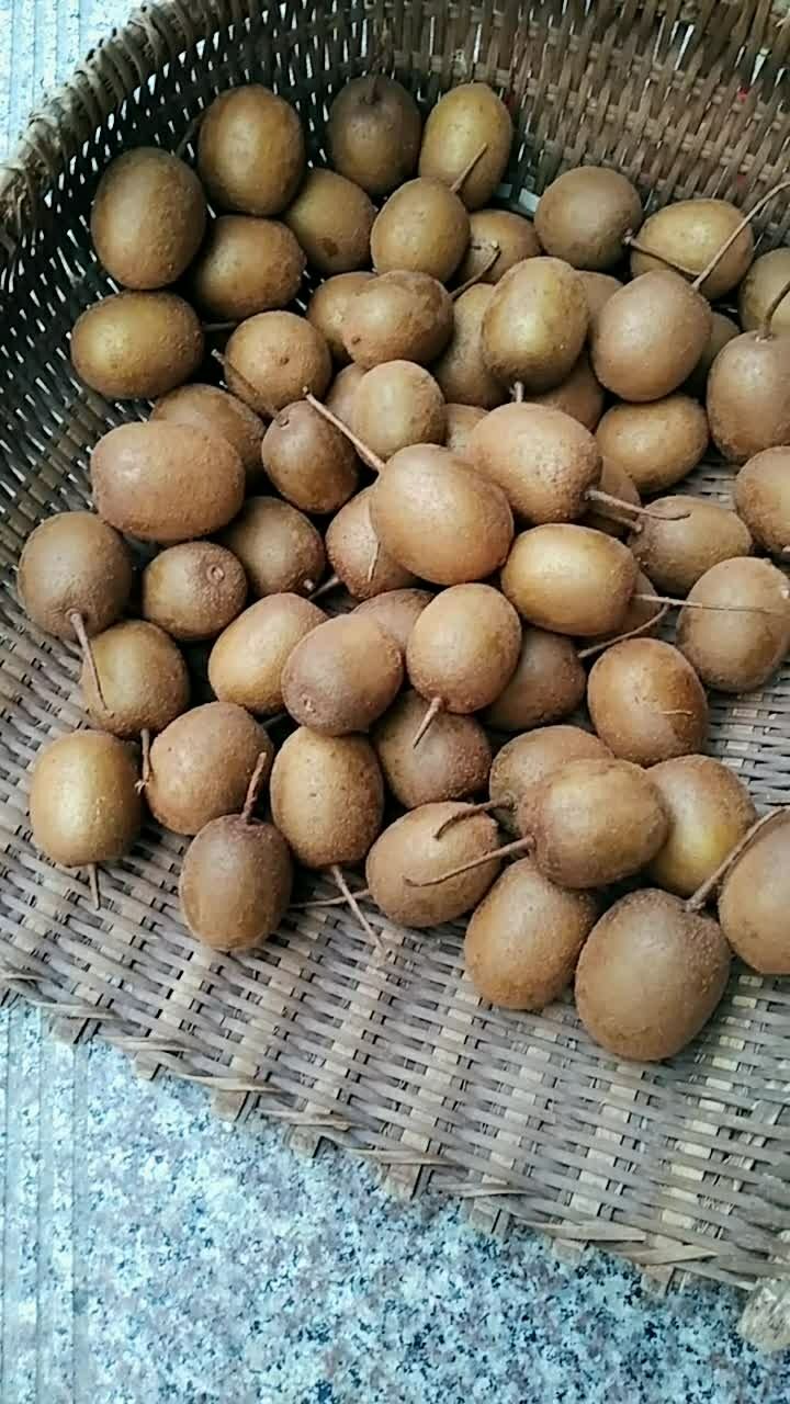 野生藤梨,老爸下午刚刚高山上摘来的,要的亲赶紧预订!纯野生