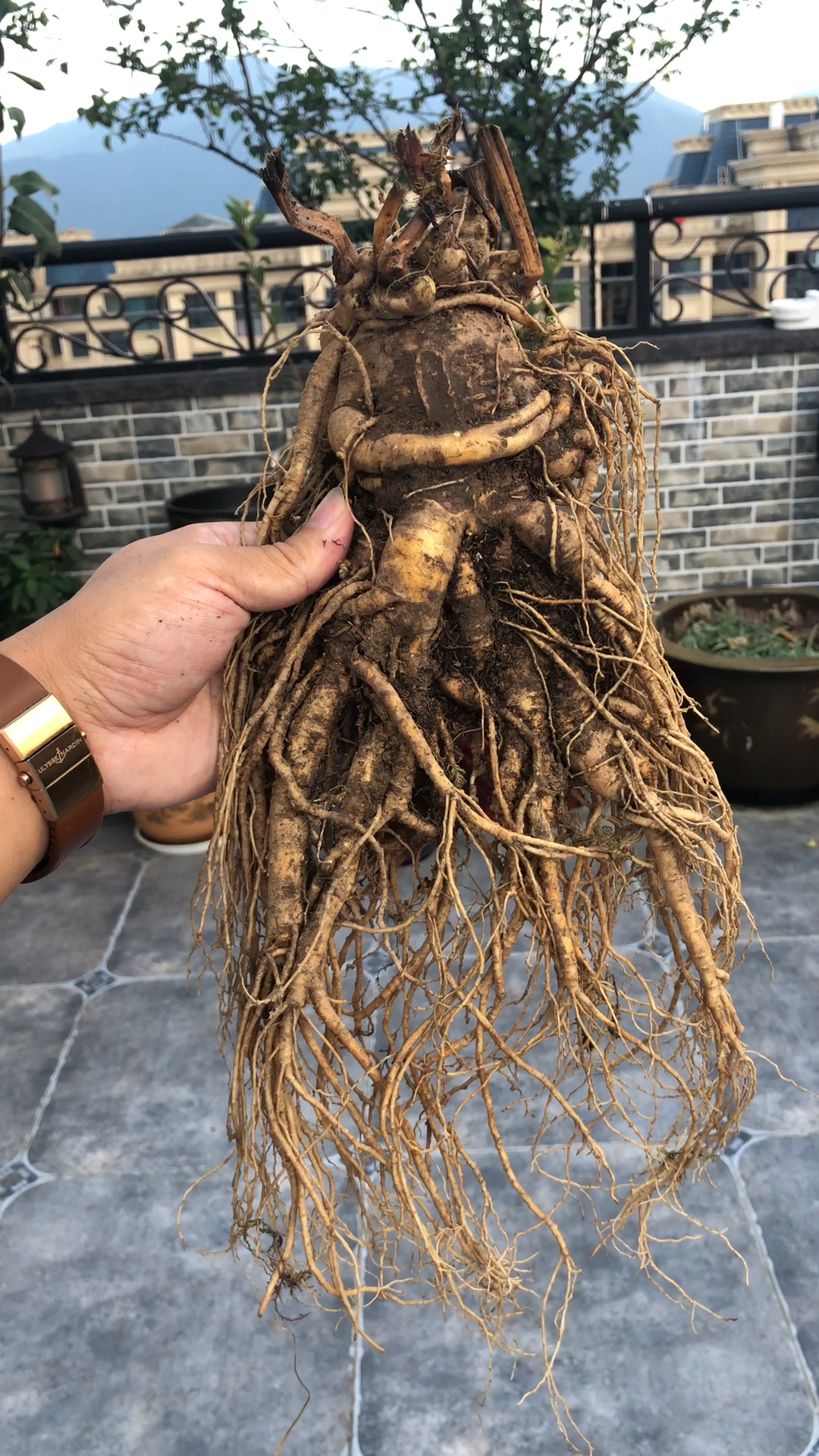 朋友送的稀有人参王,不知道该怎么办