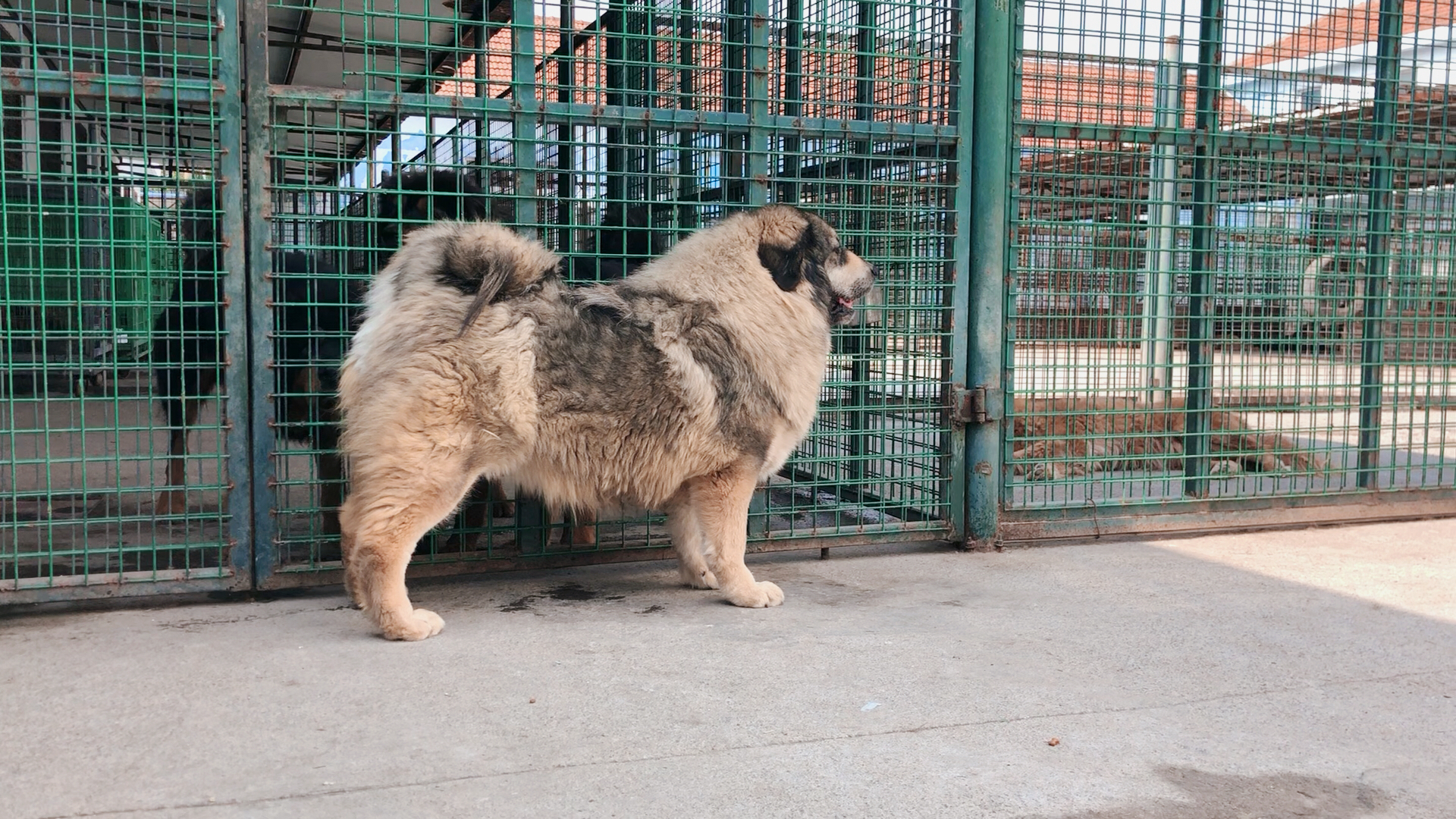 纯种河曲藏獒!#精品堂犬舍