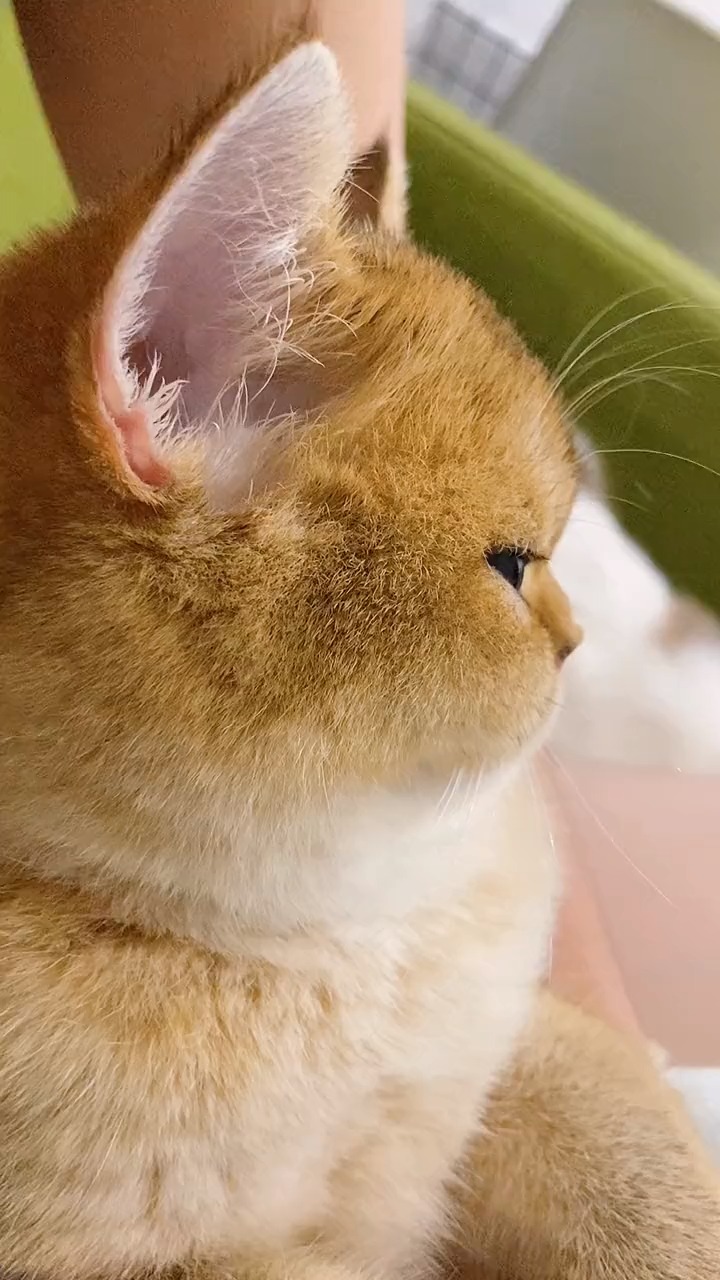 一口气喝了两瓶奶,打奶嗝的样子好可爱!