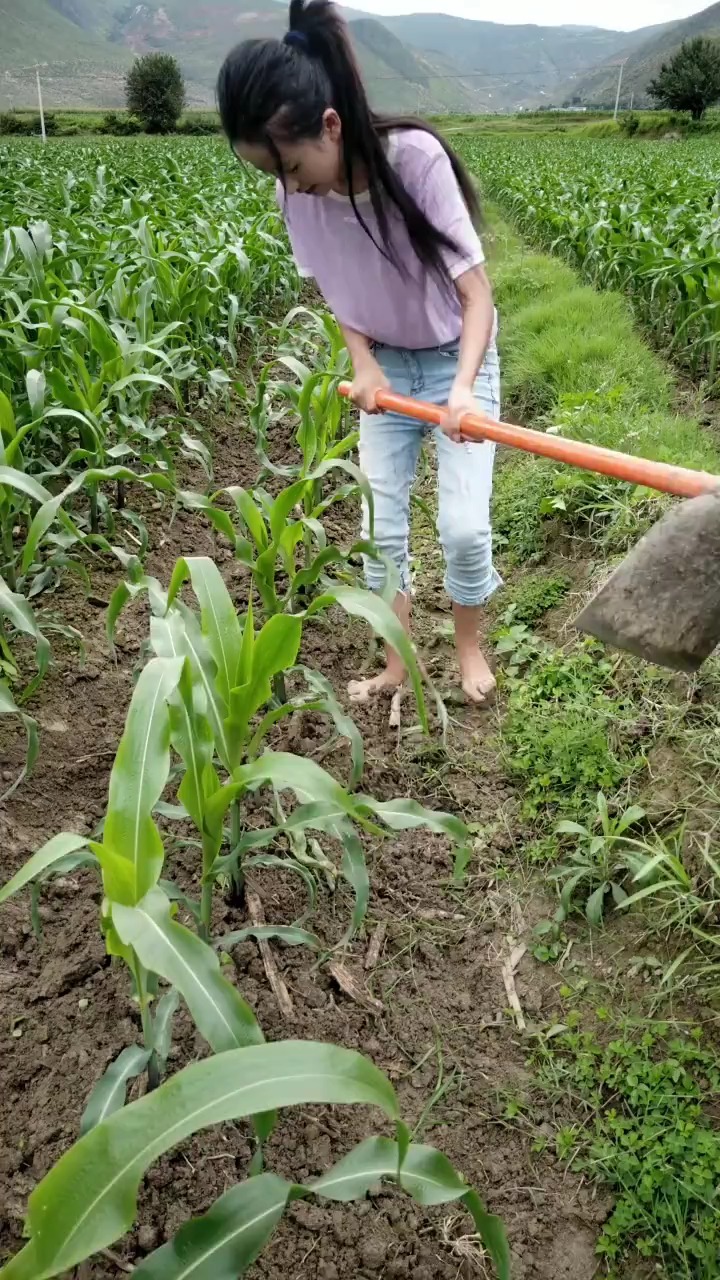 在地里干活太费鞋了,索性光着脚!#农村妹子