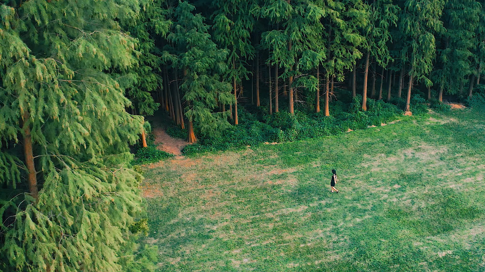 这里是南京江心洲迷雾森林,置身其中,深邃幽静,仿佛与世隔绝
