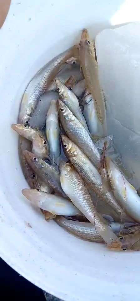 新鲜的小鱼95仔