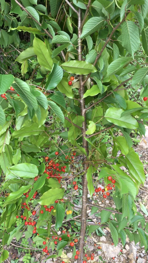 野生樱桃,你吃过没?