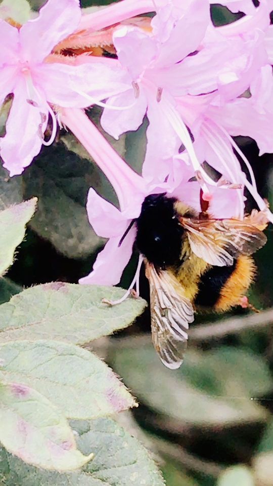 萌萌哒的胖蜜蜂93