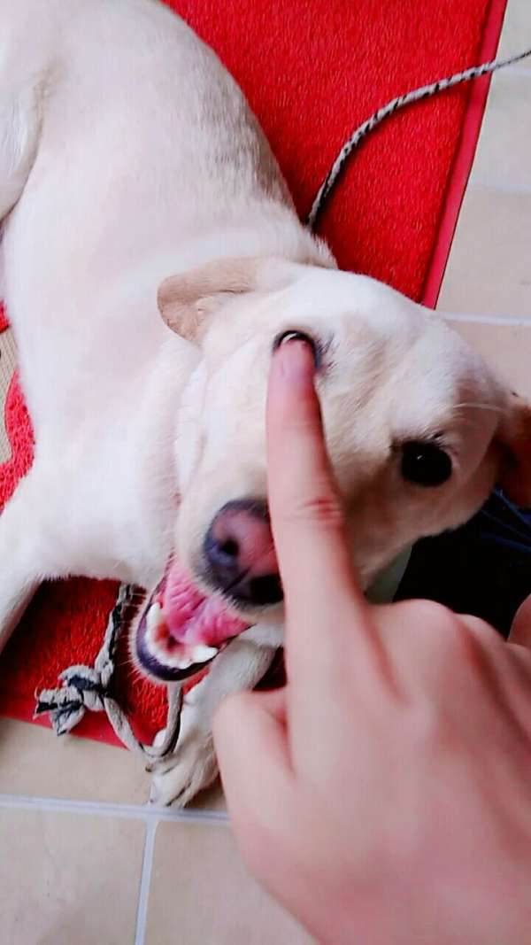 傻狗叫你不听话,揪你耳朵,给我老实点!