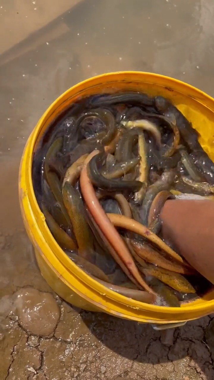 这些都是要产籽了的鳝鱼,今天都拿来放生了,泥鳅没人要,也一起放生了.