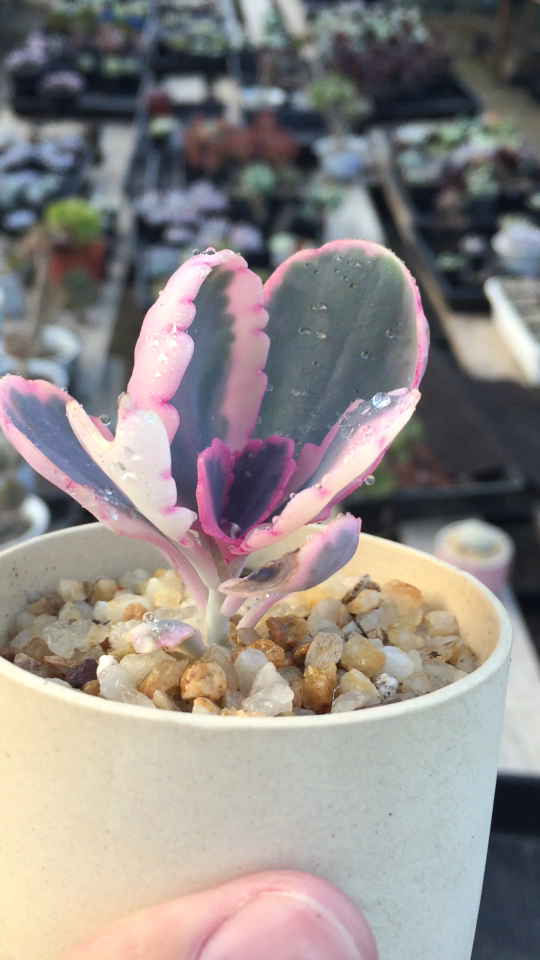 极美状态 玉吊钟锦