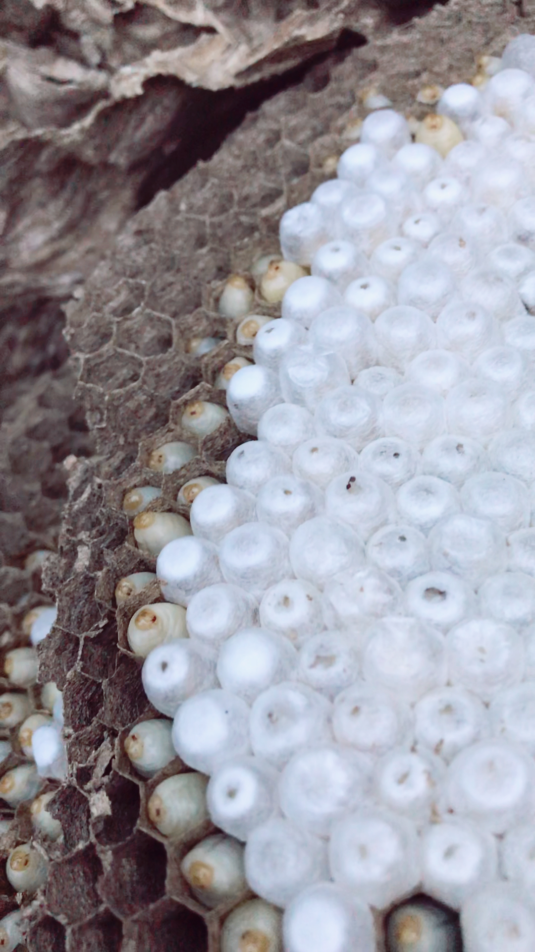 第一次看见传说中会蛰死人的马蜂和卵,好奇ing