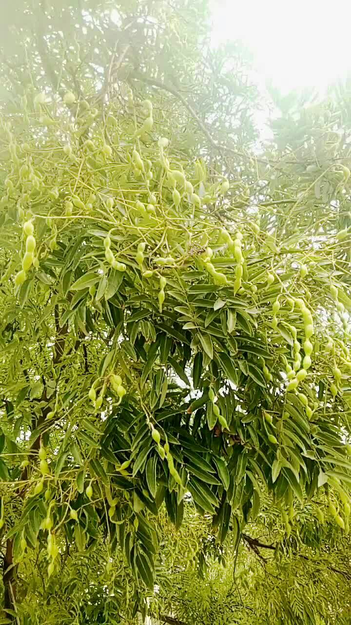 槐角的医用功效