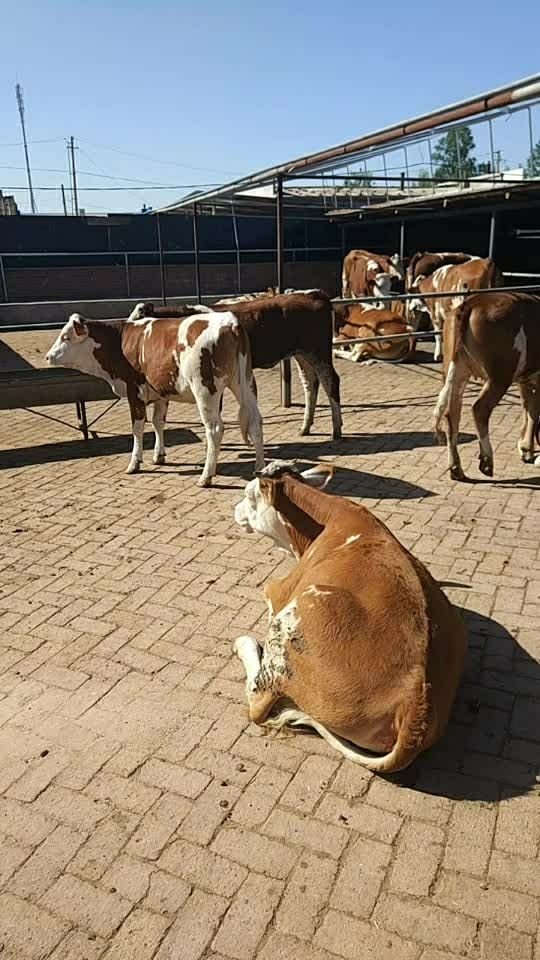 西门塔尔小母牛