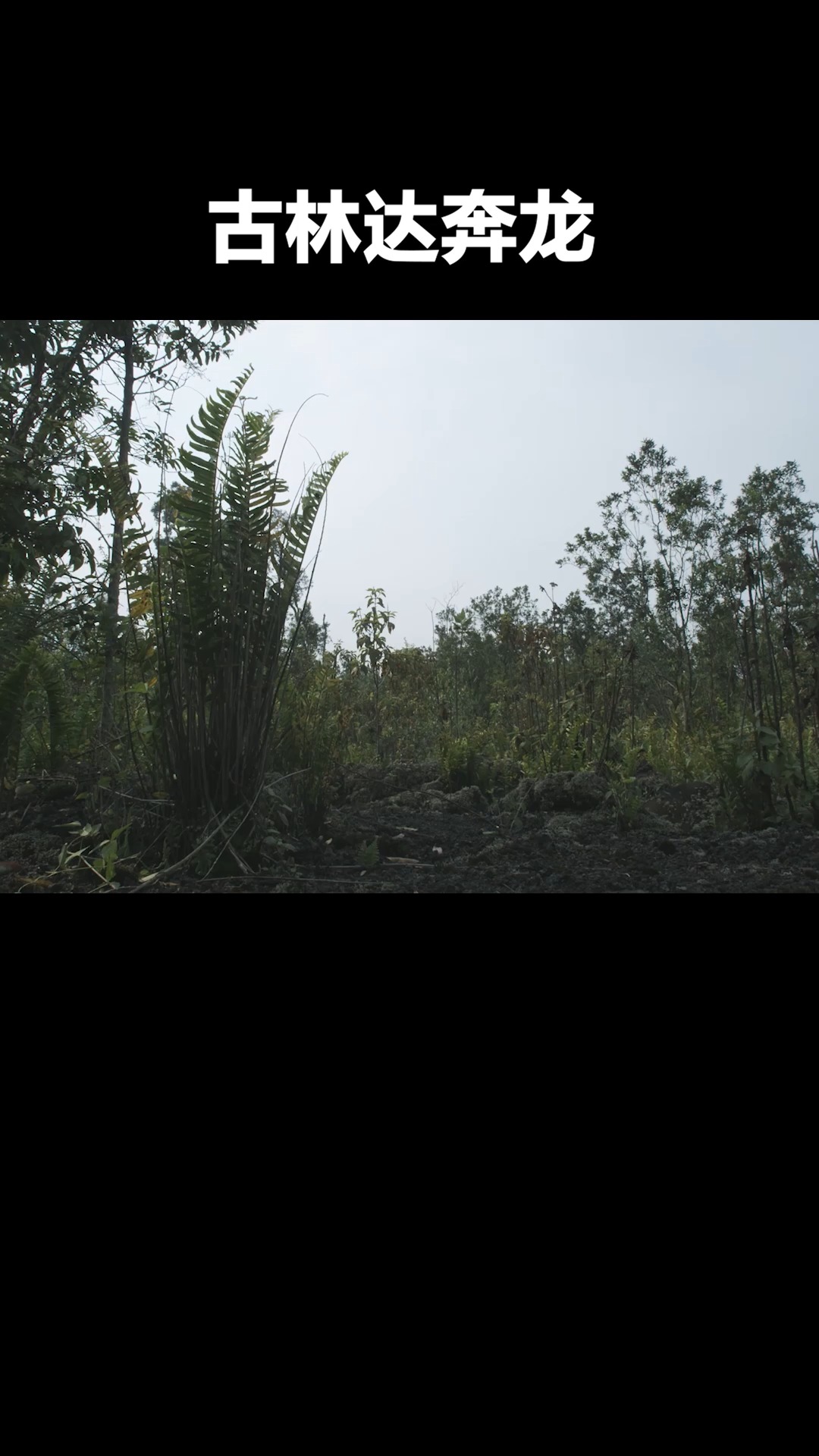 古林达奔龙,小型食草恐龙,化石显示同时长有羽毛和鳞片