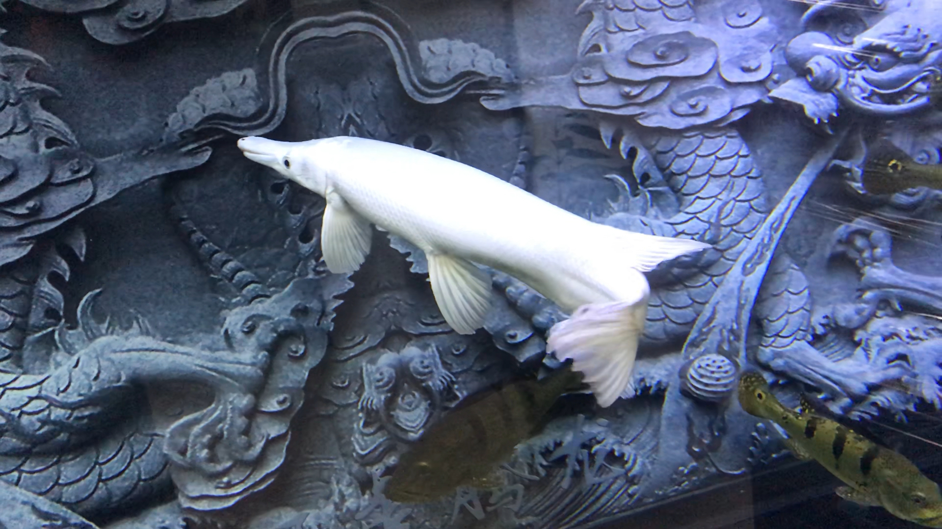 白色雀鳝鱼图片