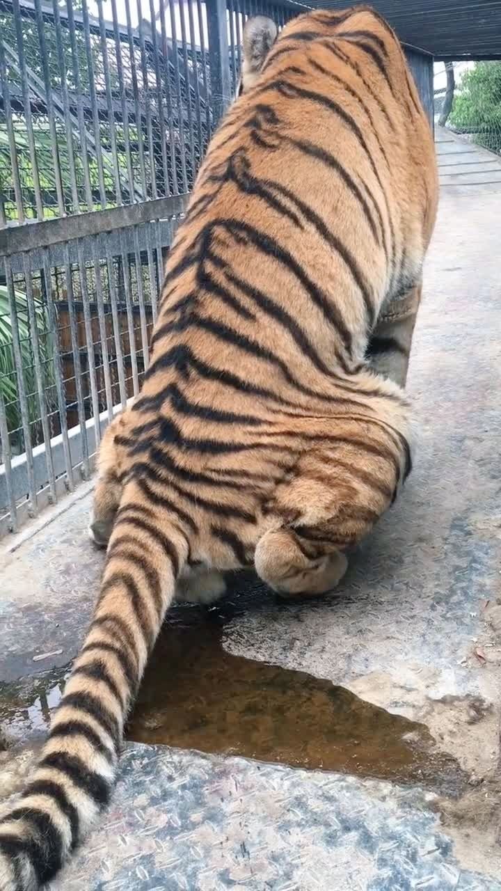 虎哥你的威风何在?竟然在我面前尿尿?